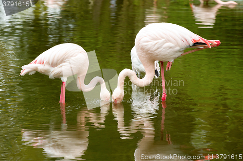 Image of Beautiful American Flamingos