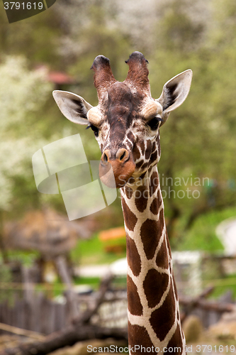 Image of close up Giraffe portrait