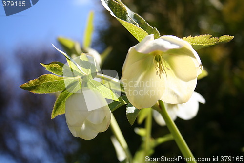 Image of White Christmas roses