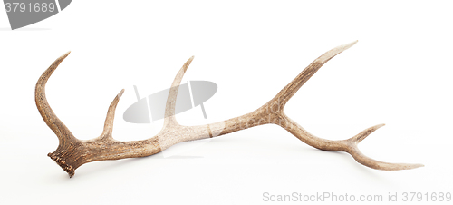 Image of Large antler isolated on white background