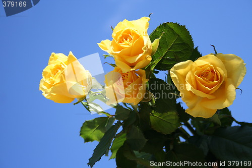 Image of Yellow roses - bhlue sky