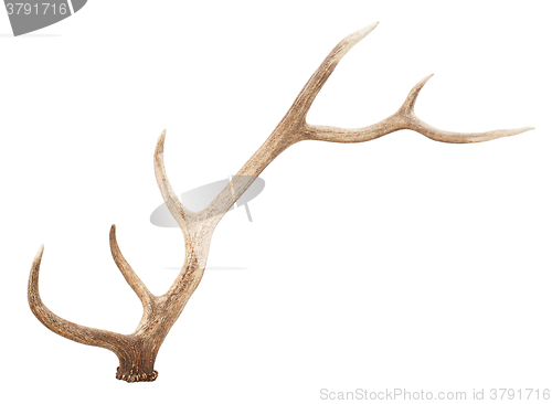 Image of Large antler isolated on white background