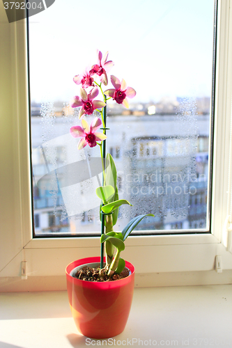 Image of pink orchid in the flowerpot