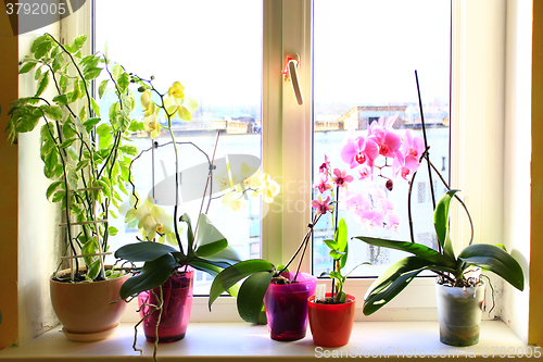 Image of blooming multicolored orchids on the window-sill