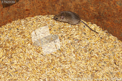 Image of mouse on the wheat in the pantry