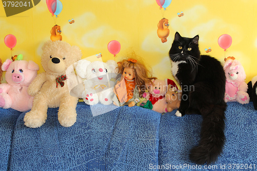 Image of black cat sitting next to toys