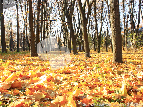 Image of yellow leaves on the ground in the autumn park 