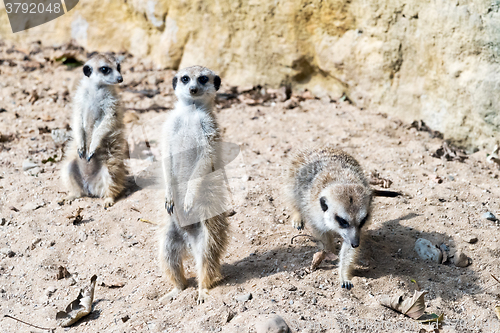 Image of Meerkat or suricate