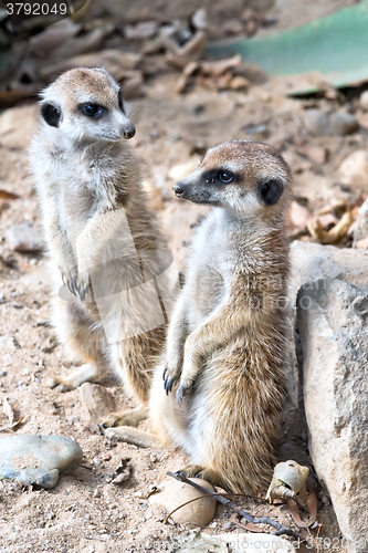 Image of Meerkat or suricate