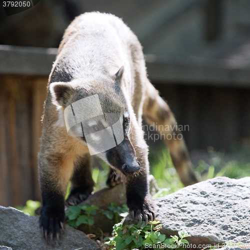 Image of South American coati, or ring-tailed coati