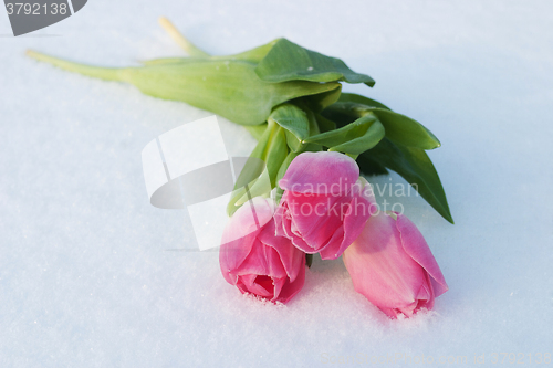 Image of Spring card with tulips in the snow