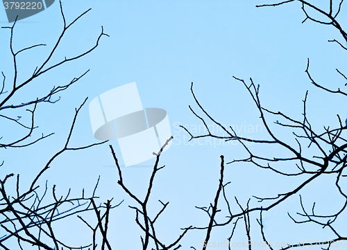 Image of Black branches on a background of the dark cold sky. Background 