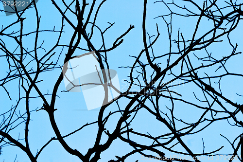 Image of Black branches on a background of the dark cold sky. Background 