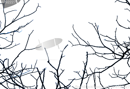 Image of Black branches on a white background. Background for Halloween.