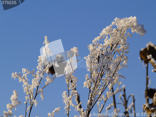 Image of Frost