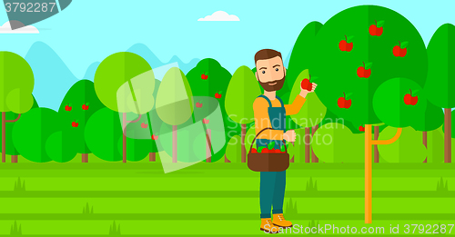 Image of Farmer collecting apples.