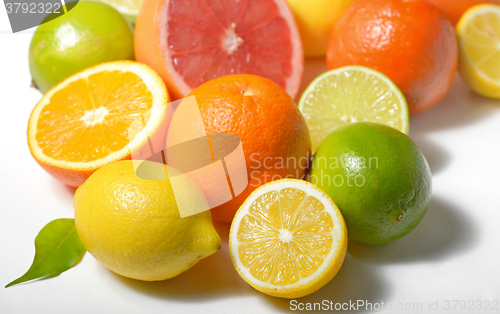 Image of citrus fruits isolated