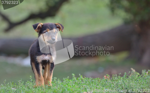 Image of Sad homeless stray dog 