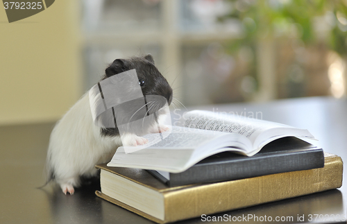 Image of guinea pig reading