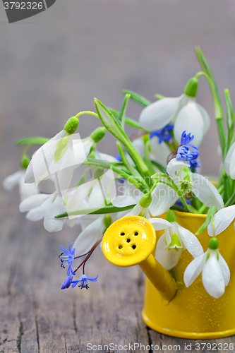 Image of Snowdrops in a decorative bucket