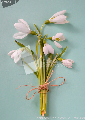 Image of Macro snowdrops bucket 