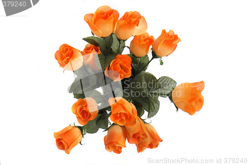 Image of roses