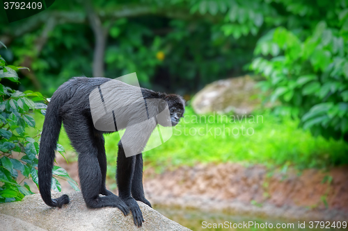 Image of Wild Spider Monkey