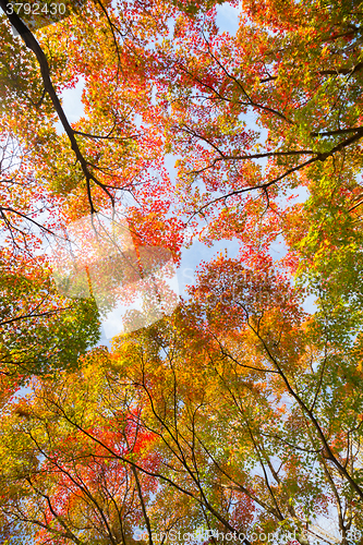 Image of Colorful autunm treetops.