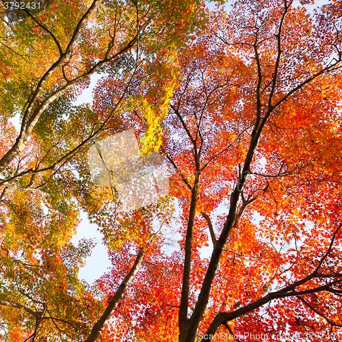 Image of Colorful autunm treetops.