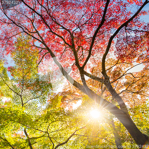 Image of Colorful autunm treetops.