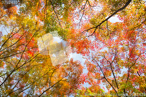 Image of Colorful autunm treetops.