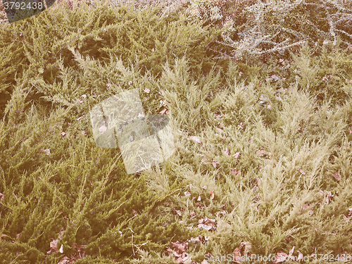 Image of Retro looking Green leaves greenery background
