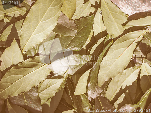 Image of Retro looking Bay tree leaf