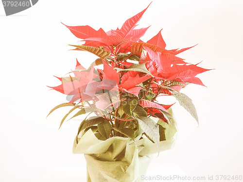 Image of Retro looking Poinsettia Christmas star