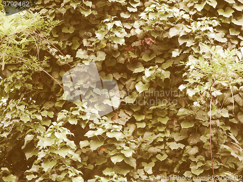 Image of Retro looking Ivy picture