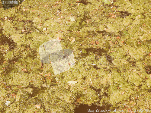 Image of Retro looking Green algae