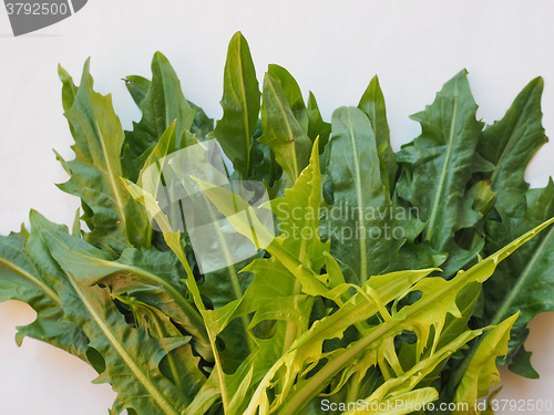 Image of Catalonian chicory salad