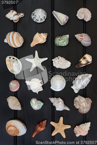 Image of Shells