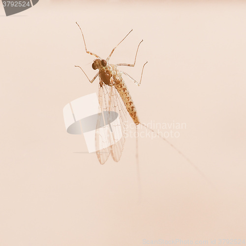 Image of Retro looking Centroptilum luteolum insect