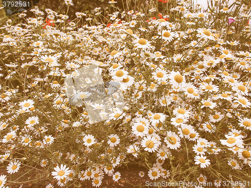 Image of Retro looking Camomile flower