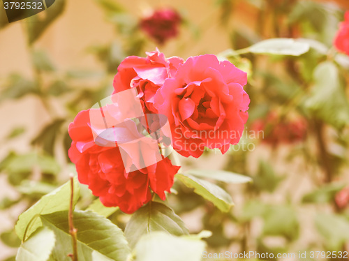 Image of Retro looking Red rose