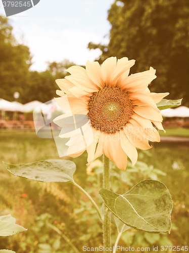 Image of Retro looking Sunflower flower