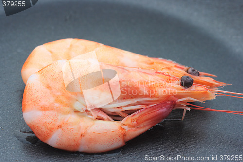 Image of Two shrimps