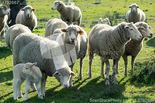 Image of Sheeps in a Meadow in the Mountains