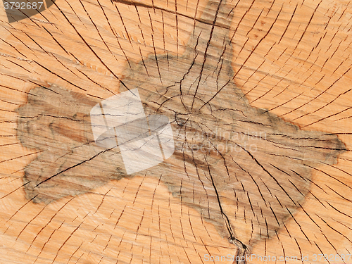 Image of Transverse section of wooden logs