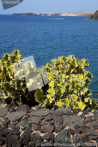 Image of cactus  lanzarote  in spain musk   yacht boat  and summer 