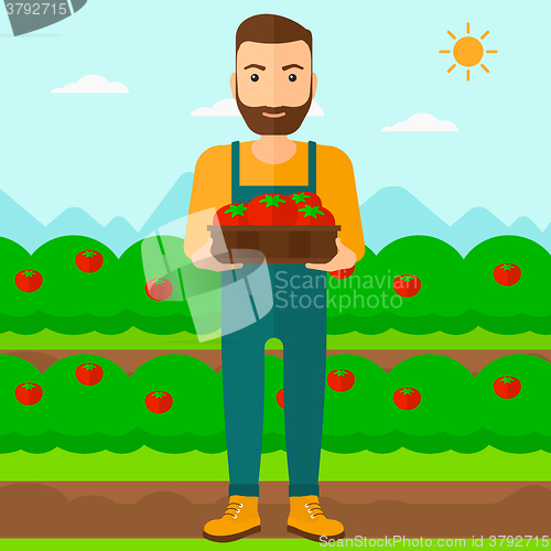 Image of Farmer collecting tomatos.