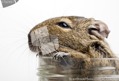 Image of hamster in jar