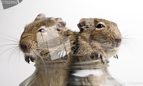 Image of two mice in jar