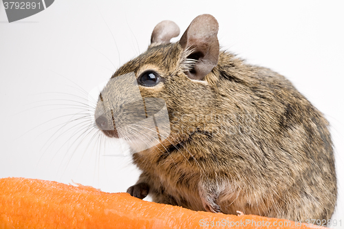 Image of rodent with carrot